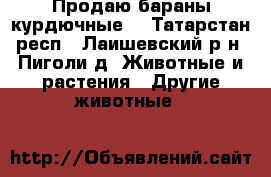 Продаю бараны курдючные. - Татарстан респ., Лаишевский р-н, Пиголи д. Животные и растения » Другие животные   
